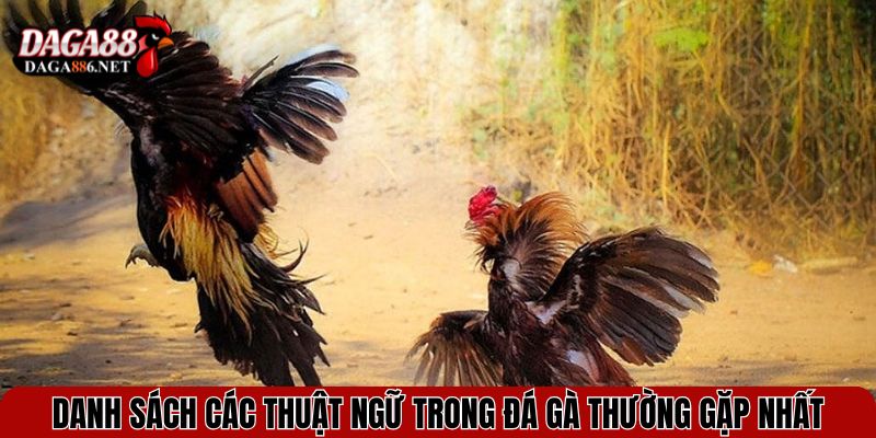 Các Thuật Ngữ Trong Đá Gà - Hiểu Rõ Mọi Cuộc Chơi Sới Gà 2 Danh sách các thuật ngữ trong đá gà thường gặp nhất