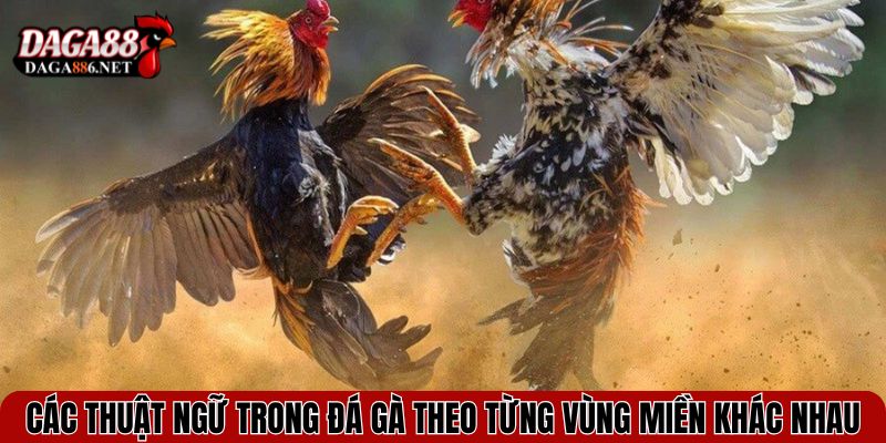 Các Thuật Ngữ Trong Đá Gà - Hiểu Rõ Mọi Cuộc Chơi Sới Gà 3 Các thuật ngữ trong đá gà theo từng vùng miền khác nhau
