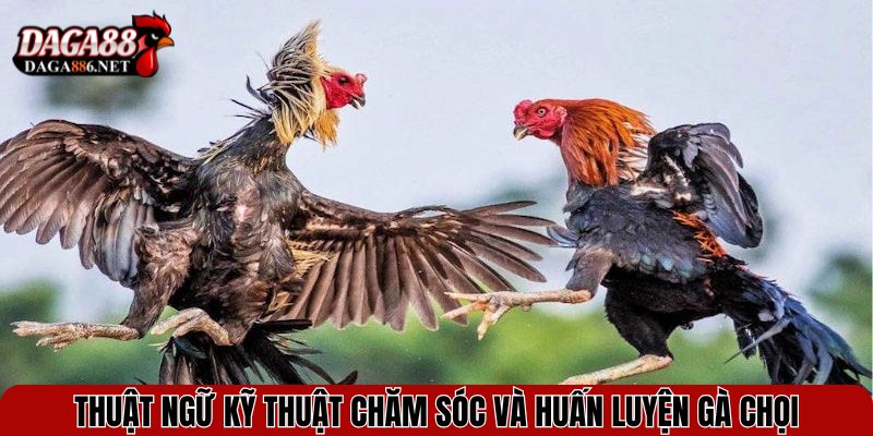 Các Thuật Ngữ Trong Đá Gà - Hiểu Rõ Mọi Cuộc Chơi Sới Gà 4 Thuật ngữ vè kỹ thuật chăm sóc và huấn luyện gà chọi