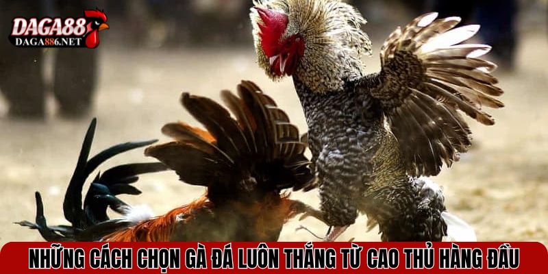 Những cách chọn gà đá luôn thắng từ cao thủ hàng đầu