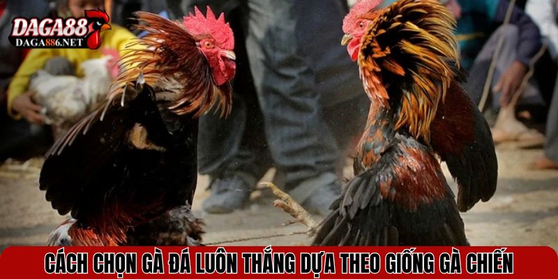 Cách chọn gà đá luôn thắng dựa theo giống gà chiến