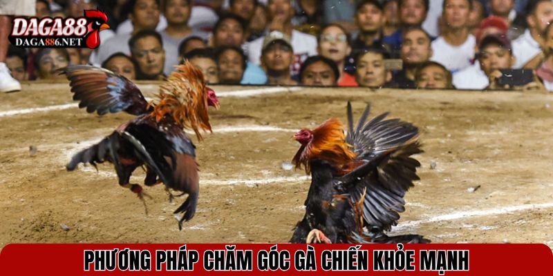 Phương pháp chăm góc gà chiến khỏe mạnh sau khi tuyển chọn