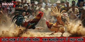 cach chon ga da luon thang