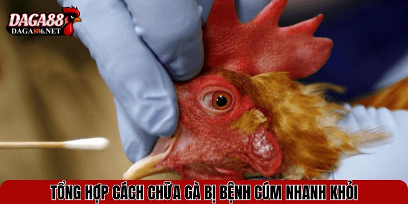 Cách Chữa Gà Bị Bệnh Cúm Hiệu Quả Và Ngăn Lây Nhanh 3 Tổng hợp cách chữa gà bị bệnh cúm nhanh khỏi
