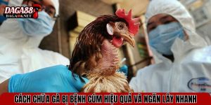 cach chua ga bi benh cum