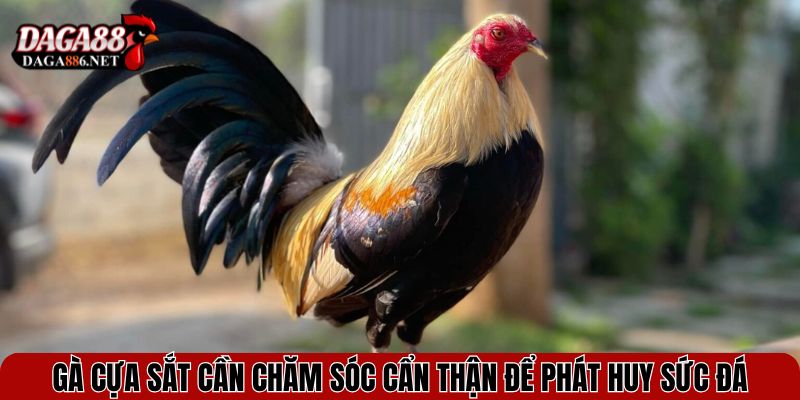 Gà cựa sắt cần chăm sóc cẩn thận để phát huy sức đá