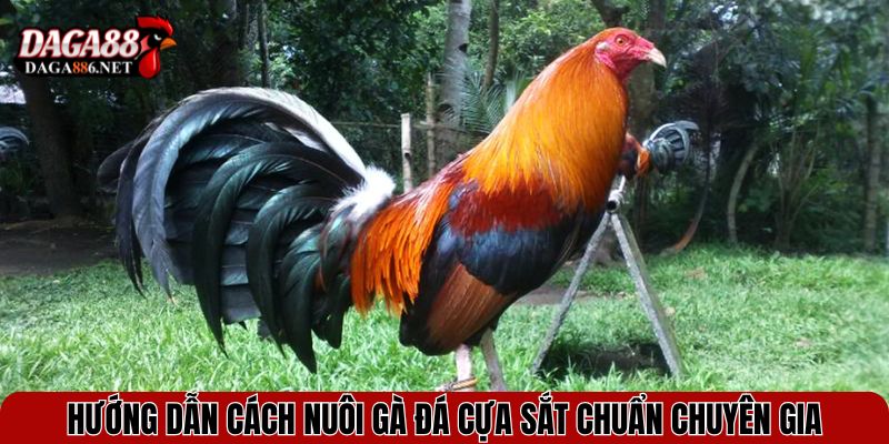 Hướng dẫn cách nuôi gà đá cựa sắt chuẩn chuyên gia
