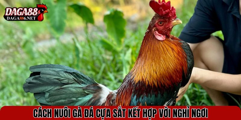 Cách nuôi gà đá cựa sắt kết hợp với nghỉ ngơi