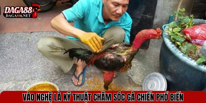 Vào nghệ là kỹ thuật chăm sóc gà chiến phổ biến