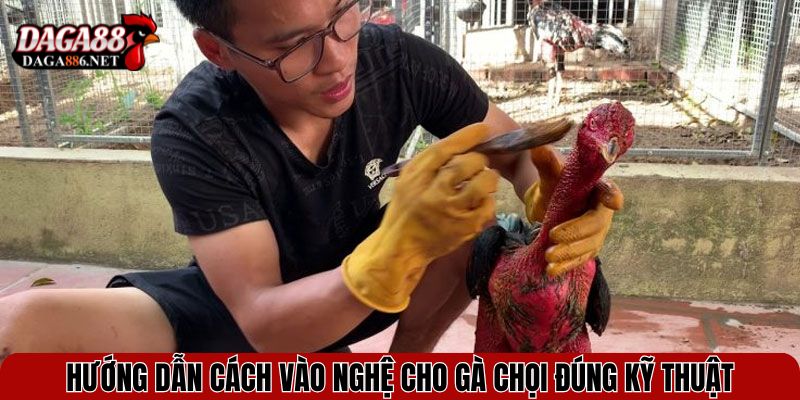 Hướng dẫn cách vào nghệ cho gà chọi đúng kỹ thuật