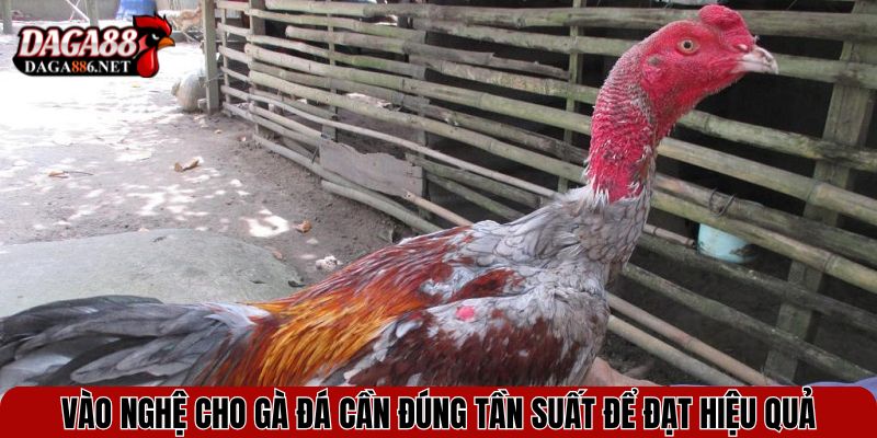 Vào nghệ cho gà đá cần đúng tần suất để đạt hiệu quả
