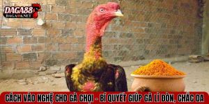 cach vao nghe cho ga choi