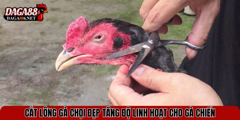 Cắt lông gà chọi đẹp tăng độ linh hoạt cho gà chiến