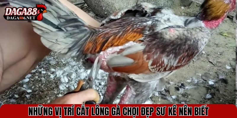 Những vị trí cắt lông gà chọi đẹp sư kê nên biết