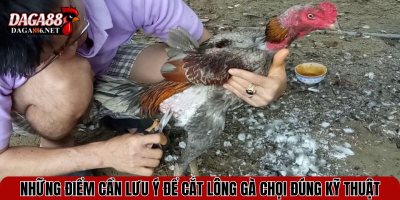 Những điểm cần lưu ý để cắt lông gà chọi đúng kỹ thuật