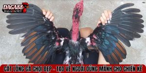 cat long ga choi dep