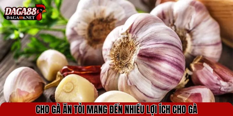 Cho Gà Ăn Tỏi - Bí Quyết Giúp Chiến Kê Khỏe Mạnh, Ít Bệnh 2 Cho gà ăn tỏi mang đến nhiều lợi ích cho gà