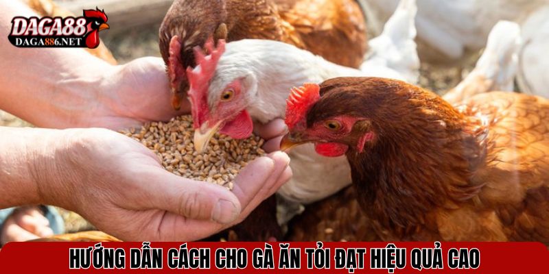 Cho Gà Ăn Tỏi - Bí Quyết Giúp Chiến Kê Khỏe Mạnh, Ít Bệnh 3 Hướng dẫn cách cho gà ăn tỏi đạt hiệu quả cao