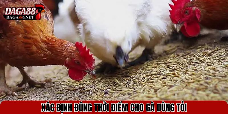 Cho Gà Ăn Tỏi - Bí Quyết Giúp Chiến Kê Khỏe Mạnh, Ít Bệnh 4 Xác định đúng thời điểm cho gà dùng tỏi