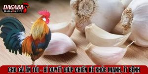 cho ga an toi
