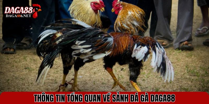 Thông tin tổng quan về sảnh Đá gà DAGA88