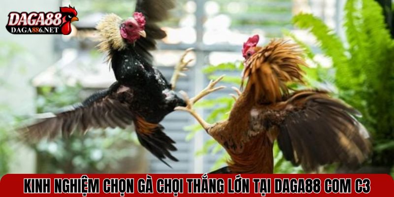 Kinh nghiệm chọn gà chọi thắng lớn tại DAGA88 com c3