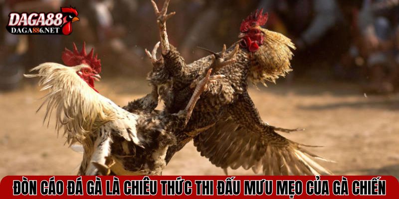 Đòn Cáo Đá Gà - Mẹo Hiểm Hóc Khiến Đối Thủ Trở Tay Không Kịp 2 Đòn cáo đá gà là chiêu thức thi đấu mưu mẹo của gà chiến