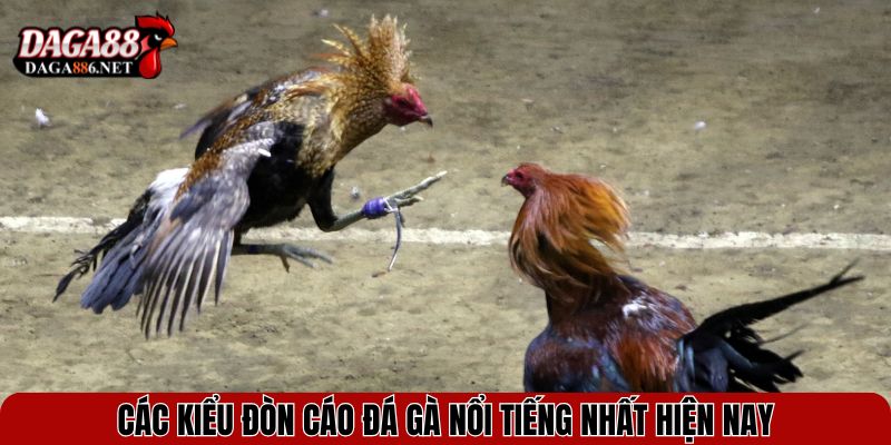 Đòn Cáo Đá Gà - Mẹo Hiểm Hóc Khiến Đối Thủ Trở Tay Không Kịp 3 Các kiểu đòn cáo đá gà nổi tiếng nhất hiện nay