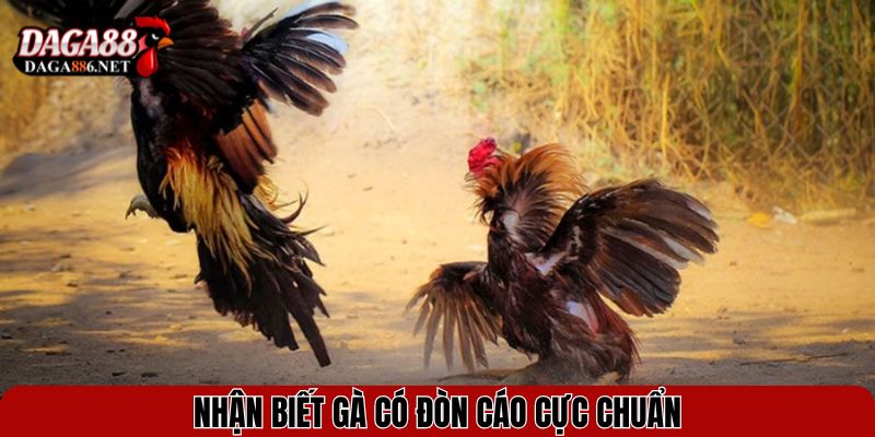Đòn Cáo Đá Gà - Mẹo Hiểm Hóc Khiến Đối Thủ Trở Tay Không Kịp 4 Nhận biết gà có đòn cáo cực chuẩn