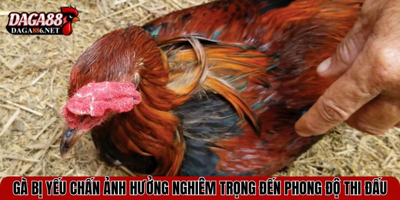 Gà bị yếu chấn ảnh hưởng nghiêm trọng đến phong độ thi đấu