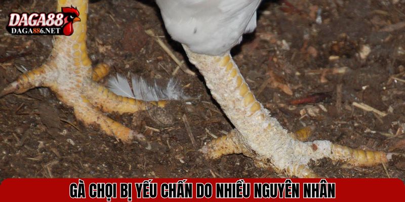 Gà chọi bị yếu chấn do nhiều nguyên nhân