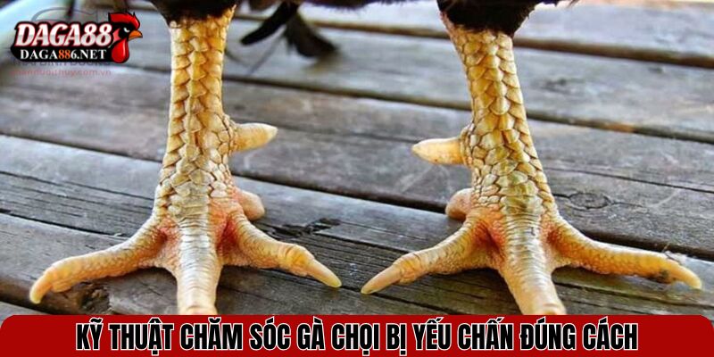 Kỹ thuật chăm sóc gà chọi bị yếu chấn đúng cách