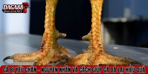 ga bi yeu chan
