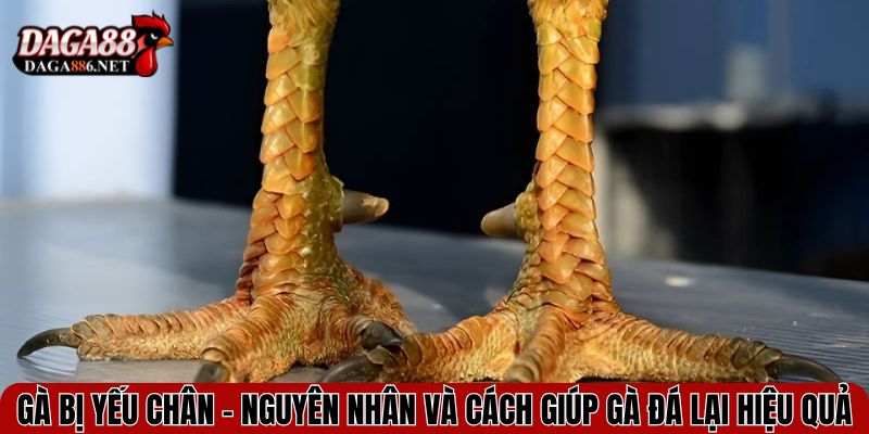 ga bi yeu chan