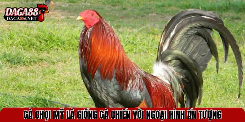 Gà Chọi Mỹ - Sức Mạnh, Tốc Độ và Phong Cách Đấu Đỉnh Cao 2 Gà chọi Mỹ là giống gà chiến với ngoại hình ấn tượng
