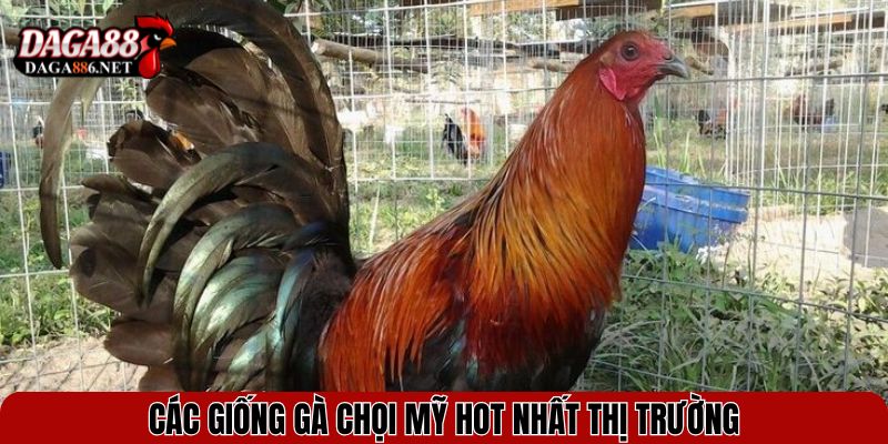 Gà Chọi Mỹ - Sức Mạnh, Tốc Độ và Phong Cách Đấu Đỉnh Cao 3 Các giống gà chọi Mỹ hot nhất thị trường
