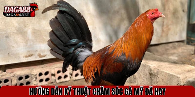 Gà Chọi Mỹ - Sức Mạnh, Tốc Độ và Phong Cách Đấu Đỉnh Cao 4 Hướng dẫn kỹ thuật chăm sóc gà Mỹ đã hay