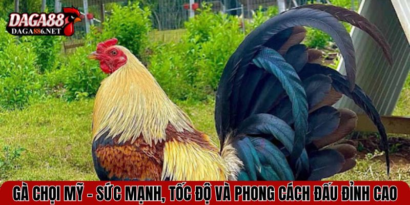Gà Chọi Mỹ - Sức Mạnh, Tốc Độ và Phong Cách Đấu Đỉnh Cao 1 ga choi my