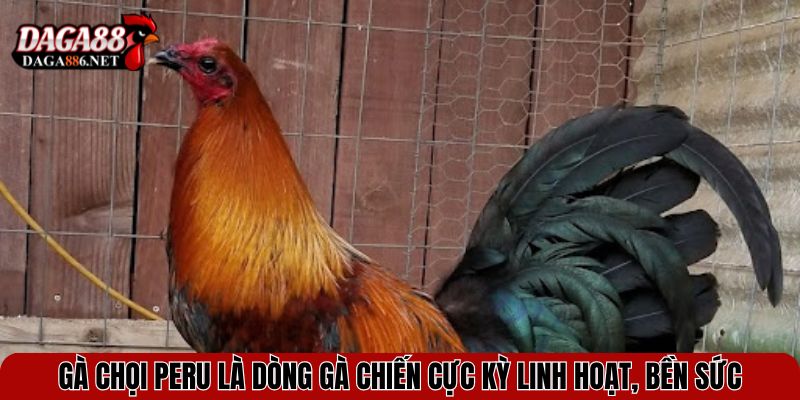 Gà chọi Peru là dòng gà chiến cực kỳ linh hoạt, bền sức