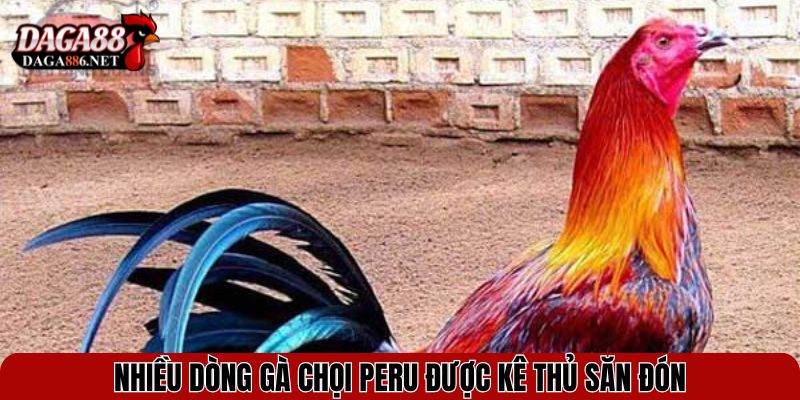 Nhiều dòng gà chọi Peru được kê thủ săn đón