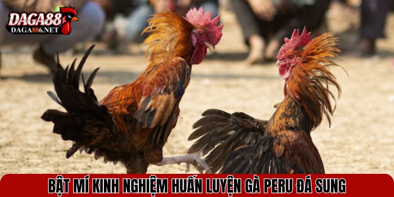 Bật mí kinh nghiệm huấn luyện gà Peru đá sung
