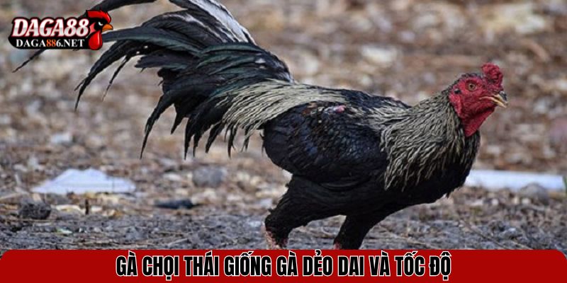 Gà chọi Thái giống gà dẻo dai và tốc độ