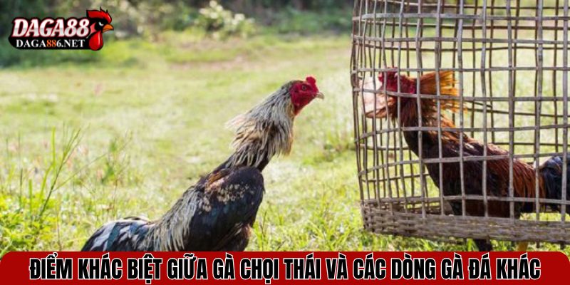 Điểm khác biệt giữa gà chọi Thái và các dòng gà đá khác