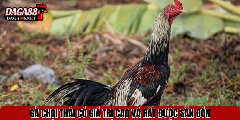 Gà chọi Thái có giá trị cao và rất được săn đón