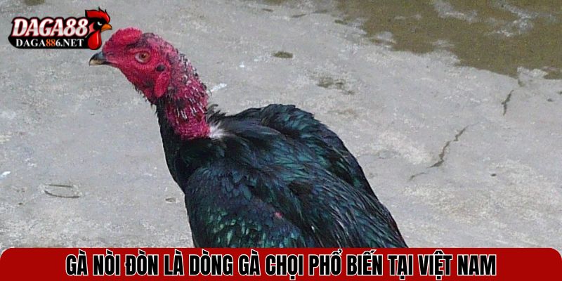 Gà nòi đòn là dòng gà chọi phổ biến tại Việt Nam