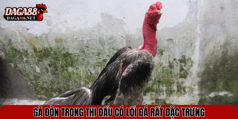 Gà đòn trong thi đấu có lối đá rất đặc trưng