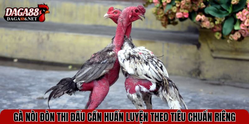 Gà nòi đòn thi đấu cần huấn luyện theo tiêu chuẩn riêng