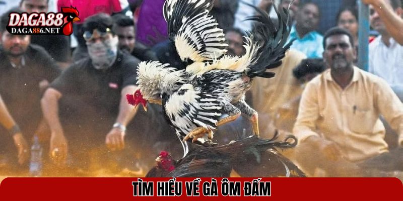 Gà Ôm Đấm - Chiến Kê Với Lối Đá Cận Thân Đầy Uy Lực 2 Tìm hiểu về gà ôm đấm