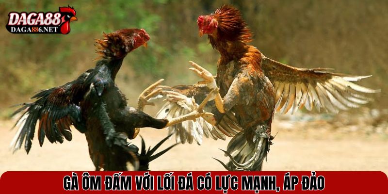 Gà Ôm Đấm - Chiến Kê Với Lối Đá Cận Thân Đầy Uy Lực 3 Gà ôm đấm với lối đá có lực mạnh, áp đảo