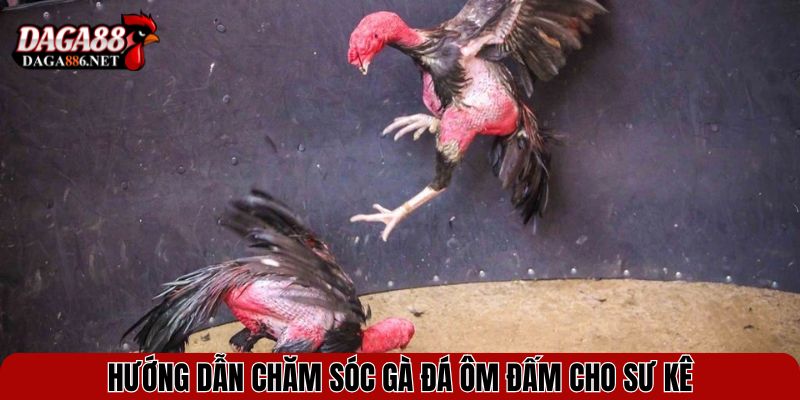 Gà Ôm Đấm - Chiến Kê Với Lối Đá Cận Thân Đầy Uy Lực 4 Hướng dẫn chăm sóc gà đá ôm đấm cho sư kê